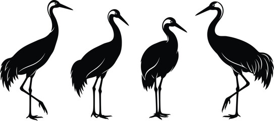 Fototapeta premium Elegant black silhouette set of common crane birds in various standing poses isolated on white background for nature wildlife and zen oriental design