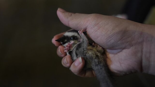 Cute Baby Sugar Glider in Hand &ndash; Exotic Pet Close Up Video