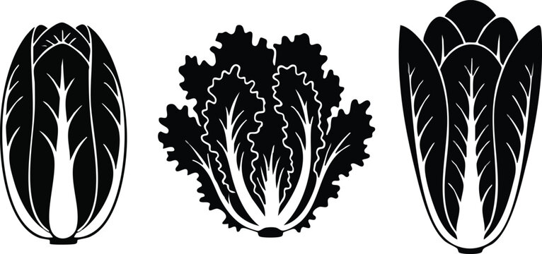 Leafy Green Salad Silhouette Vector: Cabbage, Lettuce, and Romaine Vegetable Icons