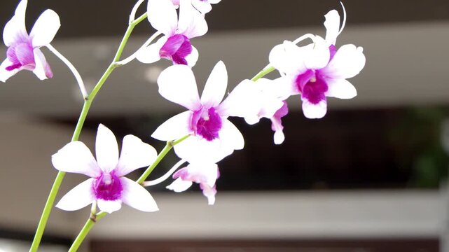 Close Up of White and Pink Orchid Flowers in a Resort Lobby
