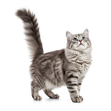 Fluffy gray tabby kitten standing with bushy tail upright