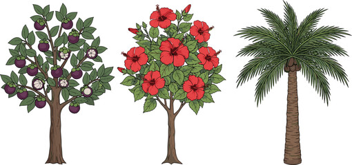Collection of tropical fruit tree, red hibiscus flowering tree and palm tree isolated on white background, detailed botanical vector illustration set © miss