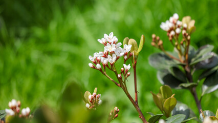 Fototapeta premium A bunch of white flowers with green leaves