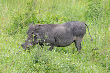 Common warthog (Phacochoerus africanus) standing in the savanna grass in Africa.