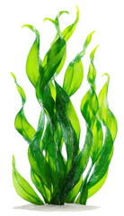 seaweed kelp isolated on transparent background