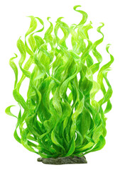 seaweed kelp isolated on transparent background
