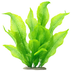 seaweed kelp isolated on transparent background