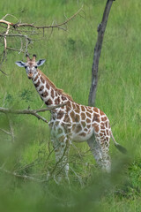 Obraz premium Nubian giraffe (Giraffa camelopardalis camelopardalis) in the plains.