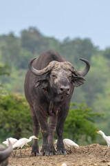 Obraz premium Powerul African Cape Buffalo (Syncerus caffer) staring directly at camera, showing massive horns.