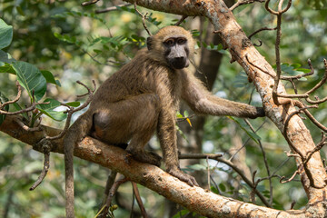 Detailed close-up portrait of an adult Olive baboon (Papio anubis) showing its powerful muzzle and intelligent eyes.