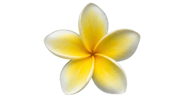 Tropical white and yellow frangipani plumeria flower isolated on white cutout