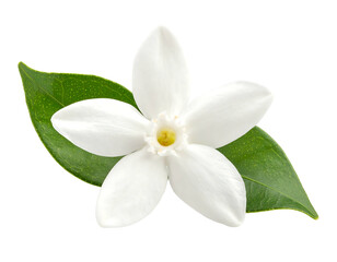 Fototapeta premium Close-up of a beautiful white jasmine flower with green leaves isolated on white background.