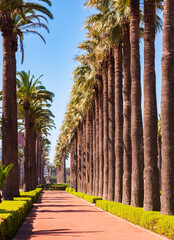 Beautiful park with palm trees in Casablanca city, Morocco