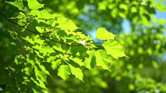 Sunlight filtering through vibrant green leaves on a tree branch.
