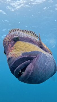 Giant titan triggerfish swimming underwater close up