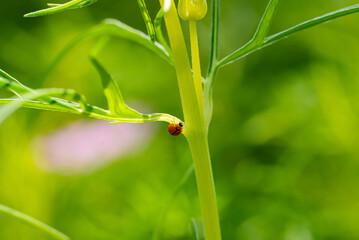 Ladybug on green cosmos stem, Red ladybird beetle climbing plant stem close up, Red ladybug beetle in green garden background