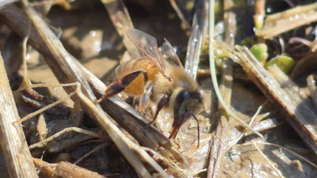 겨울철 꿀벌 미네랄 보충 장면 4K UHD &ndash; 월동 벌통 관리 자연 생태 영상4 Winter Honeybee Mineral Supplement Feeding 4K UHD &ndash; Beekeeping Overwintering Care Footage 