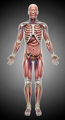 Anatomical illustration of the human muscular and skeletal system with internal organs.