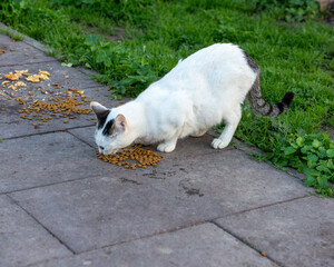 White colored cat is being fed.