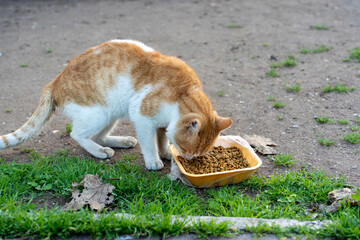 White and orange colored cat is being fed.