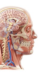Detailed anatomical model of the human head and neck, showcasing muscles, bones, brain, and vascular structures in a side profile view.