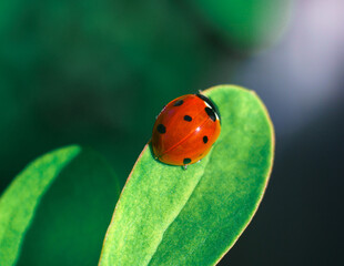 Biedronka siedmiokropka na jaskrawym zielonym liściu. Makrofotografia owada w naturalnym środowisku, miękkie tło bokeh i żywe letnie barwy. Idealne zdjęcie przyrodnicze i ekologiczne. © Henryk Niestrój