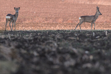Dwa koziołki sarny (Capreolus capreolus) na polu o poranku. Dzikie zwierzęta w naturalnym środowisku na tle zaoranej ziemi. Malowniczy krajobraz rolniczy o świcie. © Henryk Niestrój