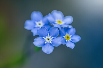 Makrofotografia błękitnych niezapominajek na miękkim, rozmytym tle. Delikatne kwiaty wiosenne symbolizujące pamięć i naturę. Estetyczne ujęcie pełne spokoju i świeżości.