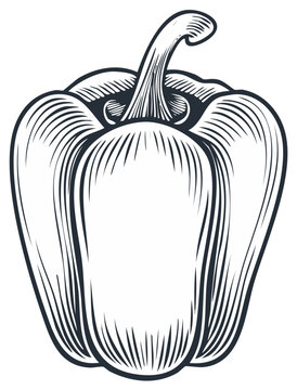 Vintage Engraved Bell Pepper Illustration Classic Woodcut Style Vegetable Art