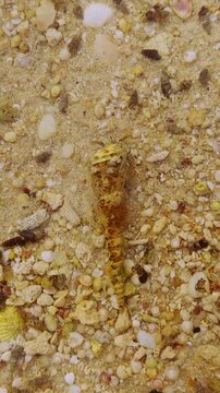 Vertical video. A Hermit Crab moves across shallow Water over bright Sand filled with tiny Shells in a top down view creating a detailed Tropical Marine scene