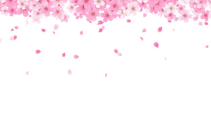 Naklejka na ściany i meble Spring Sakura Cherry Blossom top fall on transparent background,png nature petals and buds season and spring sale isolated social media design element
