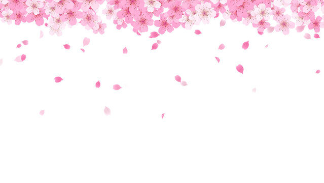 Spring Sakura Cherry Blossom top fall on transparent background,png nature petals and buds season and spring sale isolated social media design element