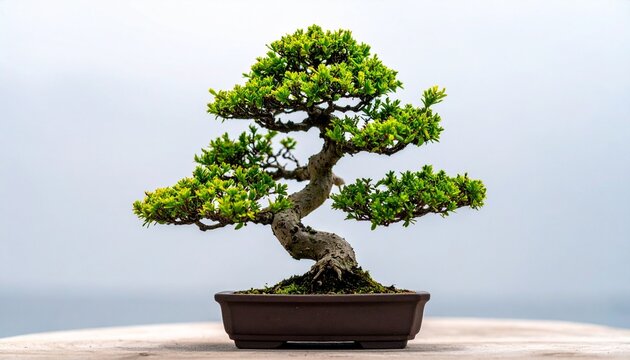 Bonsai Tree in Shallow Container &ndash; Art of Miniature Cultivation