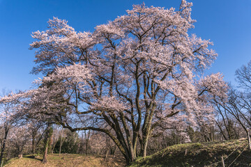 Fototapeta premium 日本：江戸彼岸桜／大きな一本桜【鉢形城跡】埼玉県寄居町・3月