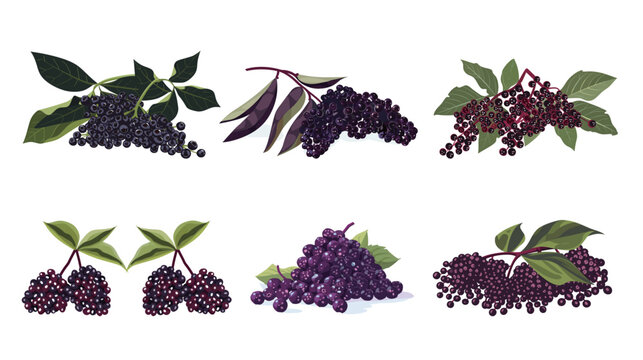 Clean vector illustration of half sliced elderberry, detailed botanical fruit cross section with seeds and pulp isolated on white background, minimalist organic ingredient design for nutrition