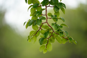 Fototapeta premium a branch of Nothofagus pumilio, also known as Lenga, a tree native to the Andean forests of South America.