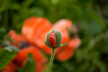 Obraz premium Giant red poppy flower in Ushuaia Tierra del Fuego Patagonia