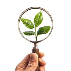 A magnifying glass with a green leaf inside, held by a hand with a wooden handle.
