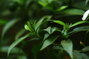 Obraz premium Close-up of budding Crape Jasmine (Tabernaemontana divaricata) leaves in a lush garden
