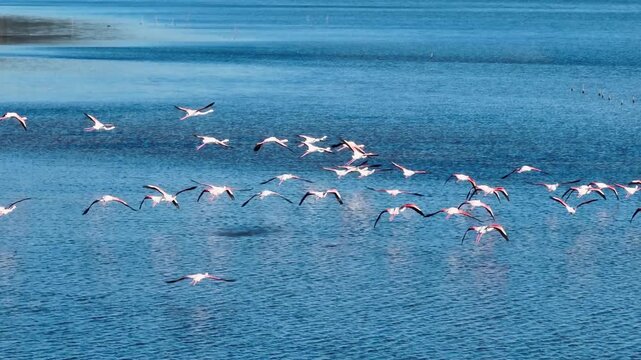 Cinematic drone shot of pink flamingos flying fast low over the blue water of a wetland lagoon in Corfu island Greece capturing the motion of wings and water splashes