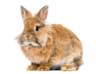 Obraz premium Adorable fluffy brown rabbit sitting and looking at camera.