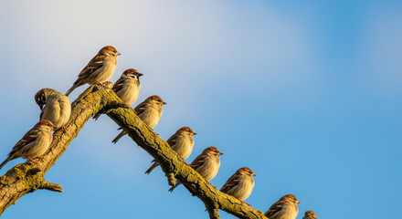 birds on a branch