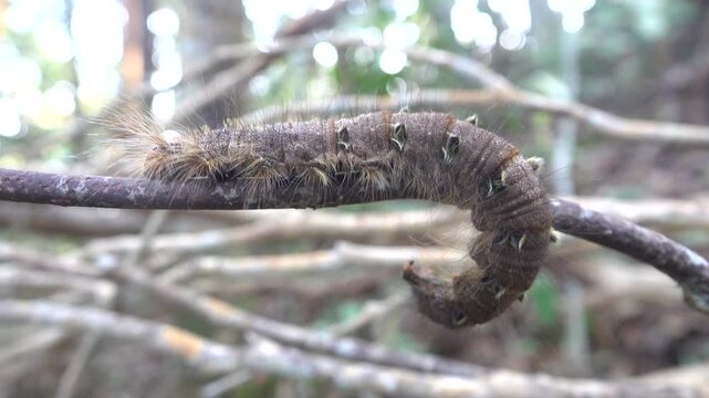 This is like tussock moths Lymantria 8 centimetre giant caterpillar, Erebidae plant pests in the tropical forest of the Malay Peninsula. Dry season