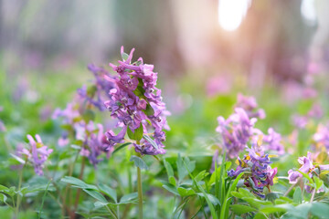 Naklejka premium early spring purple color flowers of Corydalis close up on sunny meadow, nature background. Beautiful spring floral landscape with Corydalis cava, wild forest flowers. soft focus