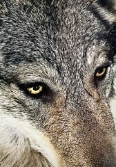 gray wolf portrait