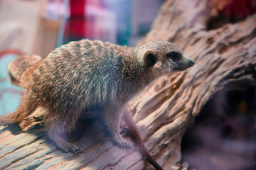 A mongoose is lying on rough wood