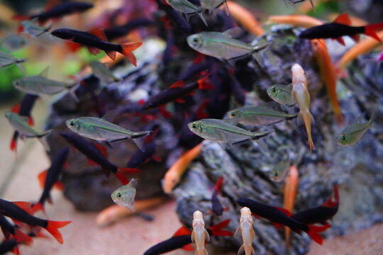 A group of silver ribbon lanternfish swim together in the aquarium
