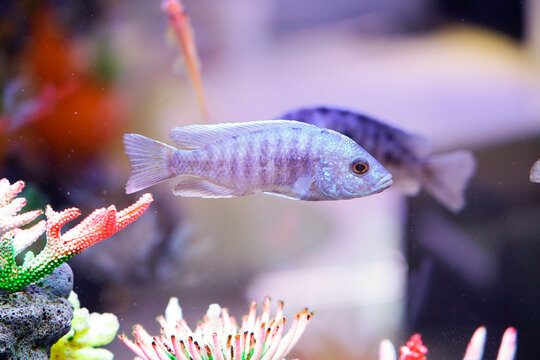 A cichlid with a dreamy blue purple body swims leisurely in the water,