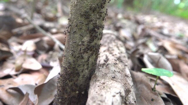A column of Hospitalitermes termites moves through forest litter. Malacca rainforest.