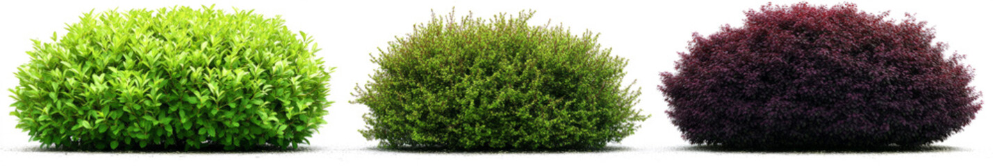 Fototapeta premium bushes of different colors and shapes isolated on a transparent background. 